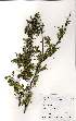  ( - Abbott9233)  @13 [ ] No Rights Reserved  Unspecified Unspecified