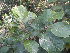  ( - Abbott9236)  @11 [ ] No Rights Reserved  Unspecified Unspecified