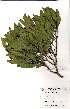  (Canthium suberosum - Abbott9239)  @11 [ ] No Rights Reserved  Unspecified Unspecified