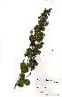  (Otholobium caffrum - Abbott9245)  @11 [ ] No Rights Reserved  Unspecified Unspecified