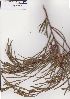  (Acacia subporosa - AMM4459)  @11 [ ] No Rights Reserved  Unspecified Unspecified