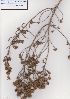  ( - AMM5049)  @11 [ ] No Rights Reserved  Unspecified Unspecified