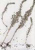 ( - AMM6177)  @11 [ ] No Rights Reserved  Unspecified Unspecified