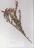  (Aspalathus macrantha - AMM6404)  @11 [ ] No Rights Reserved  Unspecified Unspecified