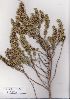 (Aspalathus - Stirton13541)  @11 [ ] No Rights Reserved  Unspecified Unspecified