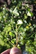  (Trifolium tomentosum - BS0260)  @11 [ ] No Rights Reserved  Unspecified Unspecified