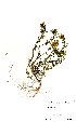  (Zaluzianskya villosa - BS0274)  @11 [ ] No Rights Reserved  Unspecified Unspecified