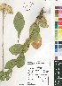  ( - Burrows08161)  @11 [ ] No Rights Reserved  Unspecified Unspecified