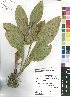  (Helichrysum nudifolium - Burrows08438)  @11 [ ] No Rights Reserved  Unspecified Unspecified