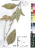  (Helichrysum nudifolium var. oxyphyllum - Burrows08587)  @11 [ ] No Rights Reserved  Unspecified Unspecified