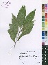  (Grandidiera - Burrows12717)  @11 [ ] No Rights Reserved  Unspecified Unspecified