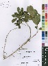  (Pavetta pumila - Burrows12806)  @11 [ ] No Rights Reserved  Unspecified Unspecified