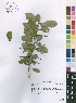  ( - Burrows12809)  @11 [ ] No Rights Reserved  Unspecified Unspecified