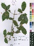  (Clerodendrum cephalanthum - Burrows12817)  @11 [ ] No Rights Reserved  Unspecified Unspecified