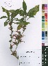  (Metarungia pubinervia - Burrows12818)  @11 [ ] No Rights Reserved  Unspecified Unspecified