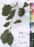  (Pavetta cataractarum - Burrows12820)  @11 [ ] No Rights Reserved  Unspecified Unspecified