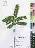  (Macphersonia gracilis subsp. hildebrandtii - Burrows12885)  @11 [ ] No Rights Reserved  Unspecified Unspecified