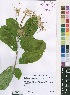  (Clerodendrum robustum var. robustum - Burrows12893)  @11 [ ] No Rights Reserved  Unspecified Unspecified