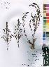  (Rotheca hirsuta - Burrows12990)  @11 [ ] No Rights Reserved  Unspecified Unspecified