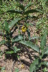  ( - Burrows13359)  @11 [ ] CreativeCommons - Attribution Non-Commercial Share-Alike (2014) John E. Burrows Buffelskloof Nature Reserve Herbarium (BNRH)