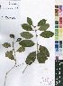  (Syzygium guineense - Burrows13361)  @11 [ ] No Rights Reserved  Unspecified Unspecified
