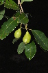 ( - Burrows13361)  @11 [ ] CreativeCommons - Attribution Non-Commercial Share-Alike (2014) John E. Burrows Buffelskloof Nature Reserve Herbarium (BNRH)