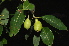  ( - Burrows13361)  @11 [ ] CreativeCommons - Attribution Non-Commercial Share-Alike (2014) John E. Burrows Buffelskloof Nature Reserve Herbarium (BNRH)