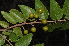  ( - Burrows13363)  @11 [ ] CreativeCommons - Attribution Non-Commercial Share-Alike (2014) John E. Burrows Buffelskloof Nature Reserve Herbarium (BNRH)