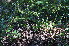  ( - Burrows13363)  @11 [ ] CreativeCommons - Attribution Non-Commercial Share-Alike (2014) John E. Burrows Buffelskloof Nature Reserve Herbarium (BNRH)