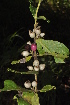  ( - Burrows13364)  @11 [ ] CreativeCommons - Attribution Non-Commercial Share-Alike (2014) John E. Burrows Buffelskloof Nature Reserve Herbarium (BNRH)