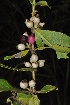  ( - Burrows13364)  @11 [ ] CreativeCommons - Attribution Non-Commercial Share-Alike (2014) John E. Burrows Buffelskloof Nature Reserve Herbarium (BNRH)