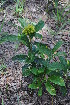  ( - Burrows13370)  @11 [ ] CreativeCommons - Attribution Non-Commercial Share-Alike (2013) John Burrows University of Johannesburg, African Centre for DNA Barcoding (ACDB)