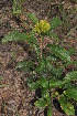  ( - Burrows13370)  @11 [ ] CreativeCommons - Attribution Non-Commercial Share-Alike (2013) John Burrows University of Johannesburg, African Centre for DNA Barcoding (ACDB)