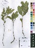  (Psychotria butayei var. butayei - Burrows13371)  @11 [ ] No Rights Reserved  Unspecified Unspecified