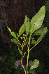  ( - Burrows13371)  @11 [ ] CreativeCommons - Attribution Non-Commercial Share-Alike (2013) John Burrows University of Johannesburg, African Centre for DNA Barcoding (ACDB)