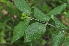  ( - Burrows13381)  @11 [ ] CreativeCommons - Attribution Non-Commercial Share-Alike (2014) John E. Burrows Buffelskloof Nature Reserve Herbarium (BNRH)
