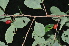  (Erythroxylum zambesiacum - Burrows13386)  @11 [ ] CreativeCommons - Attribution Non-Commercial Share-Alike (2013) John Burrows University of Johannesburg, African Centre for DNA Barcoding (ACDB)