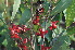  ( - Burrows13392)  @11 [ ] CreativeCommons - Attribution Non-Commercial Share-Alike (2013) John Burrows University of Johannesburg, African Centre for DNA Barcoding (ACDB)
