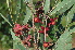  ( - Burrows13392)  @11 [ ] CreativeCommons - Attribution Non-Commercial Share-Alike (2013) Olivier Maurin University of Johannesburg, African Centre for DNA Barcoding (ACDB)