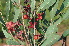  ( - Burrows13392)  @11 [ ] CreativeCommons - Attribution Non-Commercial Share-Alike (2013) Olivier Maurin University of Johannesburg, African Centre for DNA Barcoding (ACDB)