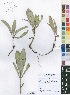  (Psychotria spithamea - Burrows13404)  @11 [ ] No Rights Reserved  Unspecified Unspecified