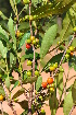  ( - Burrows13410)  @11 [ ] CreativeCommons - Attribution Non-Commercial Share-Alike (2014) John E. Burrows Buffelskloof Nature Reserve Herbarium (BNRH)