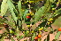  ( - Burrows13410)  @11 [ ] CreativeCommons - Attribution Non-Commercial Share-Alike (2014) John E. Burrows Buffelskloof Nature Reserve Herbarium (BNRH)