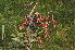  ( - Burrows13412)  @11 [ ] CreativeCommons - Attribution Non-Commercial Share-Alike (2014) John E. Burrows Buffelskloof Nature Reserve Herbarium (BNRH)