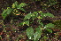  ( - Burrows13422)  @11 [ ] CreativeCommons - Attribution Non-Commercial Share-Alike (2014) John E. Burrows Buffelskloof Nature Reserve Herbarium (BNRH)