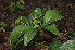  ( - Burrows13422)  @11 [ ] CreativeCommons - Attribution Non-Commercial Share-Alike (2014) John E. Burrows Buffelskloof Nature Reserve Herbarium (BNRH)