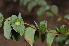 ( - Burrows13428)  @11 [ ] CreativeCommons - Attribution Non-Commercial Share-Alike (2014) John E. Burrows Buffelskloof Nature Reserve Herbarium (BNRH)