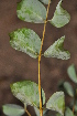  ( - Burrows13428)  @11 [ ] CreativeCommons - Attribution Non-Commercial Share-Alike (2014) John E. Burrows Buffelskloof Nature Reserve Herbarium (BNRH)