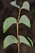  ( - Burrows13428)  @11 [ ] CreativeCommons - Attribution Non-Commercial Share-Alike (2014) John E. Burrows Buffelskloof Nature Reserve Herbarium (BNRH)