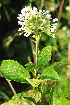  ( - Burrows13434)  @11 [ ] CreativeCommons - Attribution Non-Commercial Share-Alike (2014) John E. Burrows Buffelskloof Nature Reserve Herbarium (BNRH)